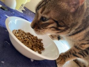 グルメな猫さん、大豆。キャットフードの味に飽きて、まさかのご飯拒否！