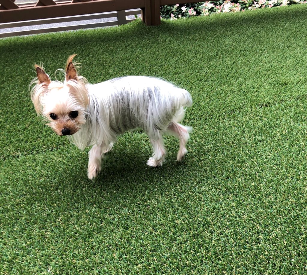 犬にとって有毒な秋の植物やアイテム 9 つのうちどれですか?