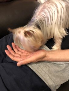 飼い主の手を舐める犬の心理は。大好き？それとも、いい匂いに誘われて？