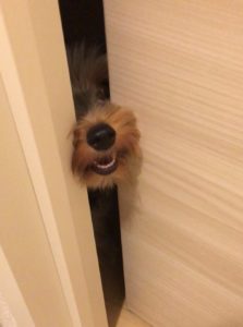 トイレを覗き見する犬。飼い主の存在を確認のためドアの隙間に鼻を突っ込む