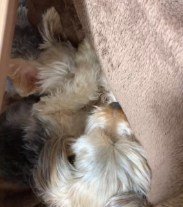 犬が足を枕に寝ている。足が疲れた、動かしたい、動かせない