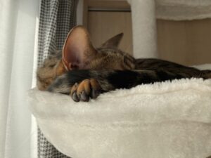 猫達と一緒に眠る幸せ。すぐに腕枕で眠る豆助と毎回、部屋中をパトロールする大豆